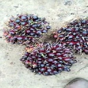 unripe_valid (105).jpg