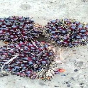 unripe_valid (106).jpg