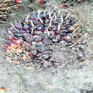 unripe_valid (11).jpg