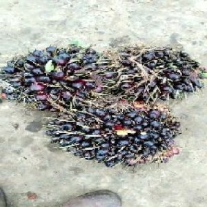 unripe_valid (111).jpg