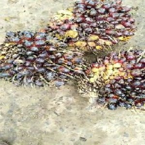 unripe_valid (113).jpg