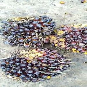 unripe_valid (115).jpg