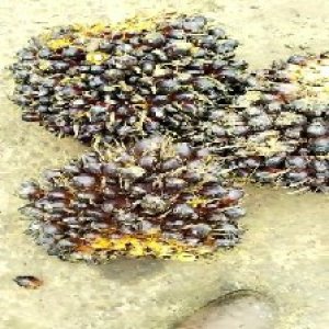 unripe_valid (116).jpg