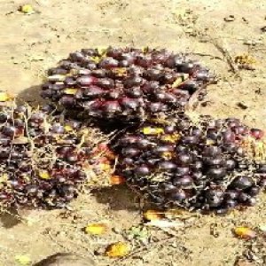 unripe_valid (118).jpg