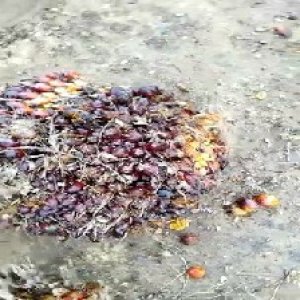 unripe_valid (12).jpg