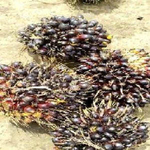 unripe_valid (120).jpg