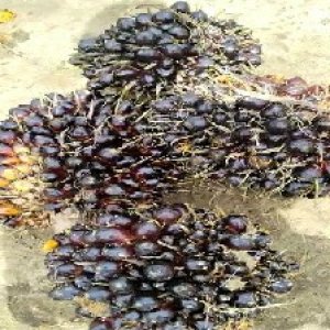 unripe_valid (121).jpg