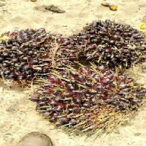 unripe_valid (123).jpg