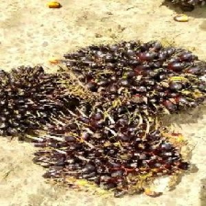 unripe_valid (124).jpg