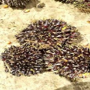 unripe_valid (125).jpg