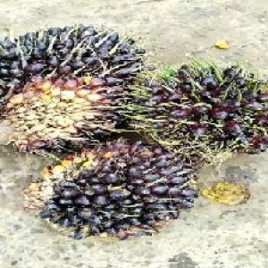 unripe_valid (127).jpg