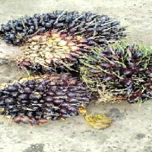 unripe_valid (129).jpg