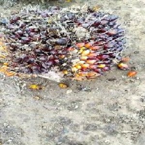 unripe_valid (13).jpg