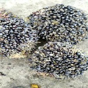 unripe_valid (130).jpg