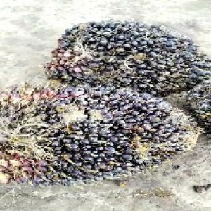 unripe_valid (131).jpg