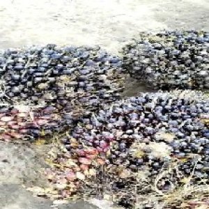 unripe_valid (132).jpg