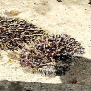 unripe_valid (133).jpg