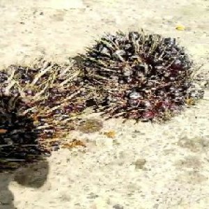 unripe_valid (134).jpg