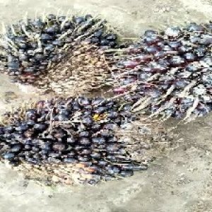 unripe_valid (137).jpg