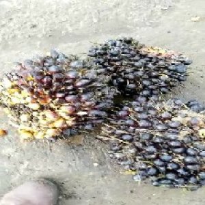 unripe_valid (138).jpg