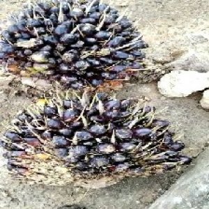 unripe_valid (139).jpg