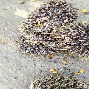 unripe_valid (140).jpg