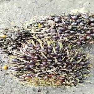 unripe_valid (141).jpg