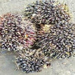 unripe_valid (142).jpg