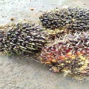 unripe_valid (143).jpg