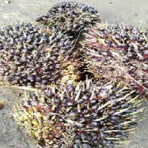 unripe_valid (145).jpg