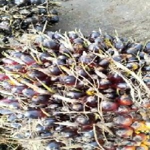 unripe_valid (147).jpg