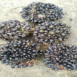 unripe_valid (149).jpg