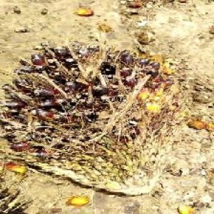 unripe_valid (15).jpg