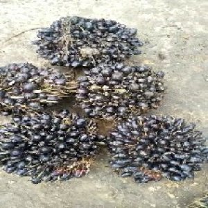 unripe_valid (150).jpg