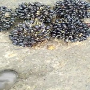 unripe_valid (152).jpg