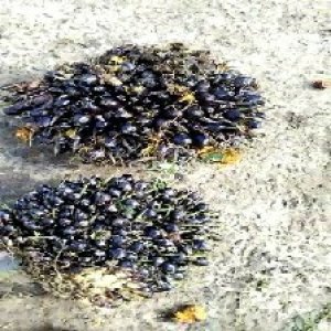 unripe_valid (153).jpg