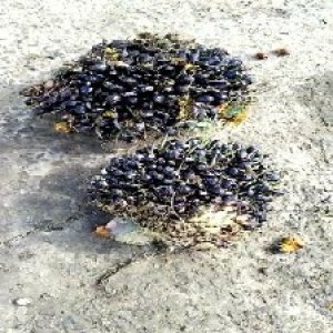 unripe_valid (154).jpg