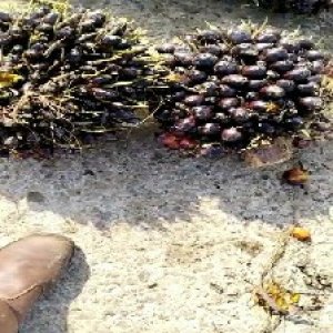 unripe_valid (155).jpg