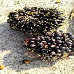 unripe_valid (156).jpg