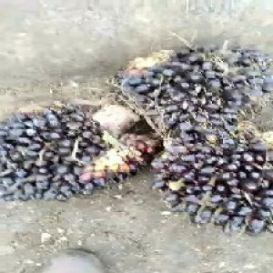 unripe_valid (158).jpg