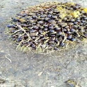 unripe_valid (159).jpg