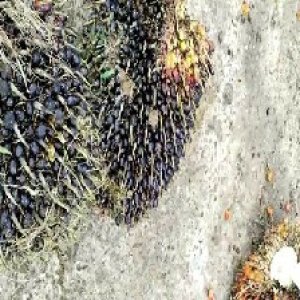 unripe_valid (162).jpg