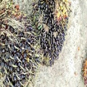 unripe_valid (163).jpg