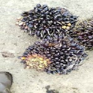 unripe_valid (165).jpg