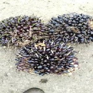 unripe_valid (166).jpg