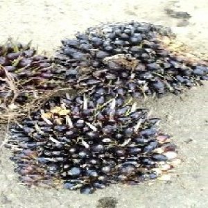 unripe_valid (167).jpg