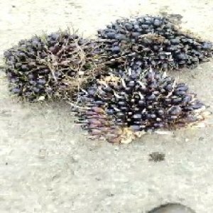 unripe_valid (168).jpg