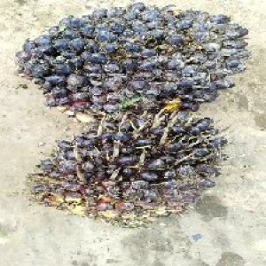 unripe_valid (169).jpg