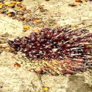 unripe_valid (17).jpg