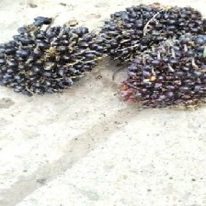 unripe_valid (171).jpg